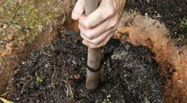 Tree Planting Services in Toronto
